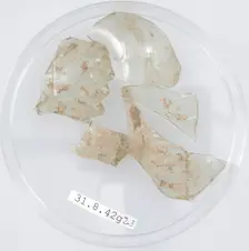 Glass Fragments, Coptic, 4th century. Creator: Unknown