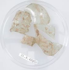 Glass Fragments, Coptic, 4th century. Creator: Unknown