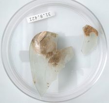 Glass Fragments, Coptic, 4th century. Creator: Unknown