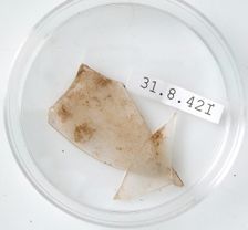Glass Fragments, Coptic, 4th century. Creator: Unknown