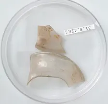 Glass Fragments, Coptic, 4th century. Creator: Unknown