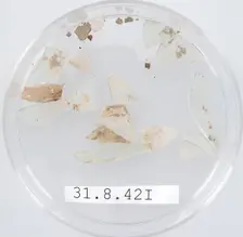 Glass Fragments, Coptic, 4th century. Creator: Unknown