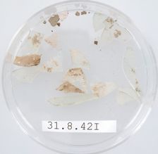 Glass Fragments, Coptic, 4th century. Creator: Unknown