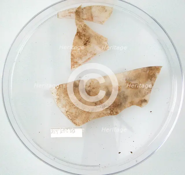 Glass Fragments, Coptic, 4th-early 5th century. Creator: Unknown.