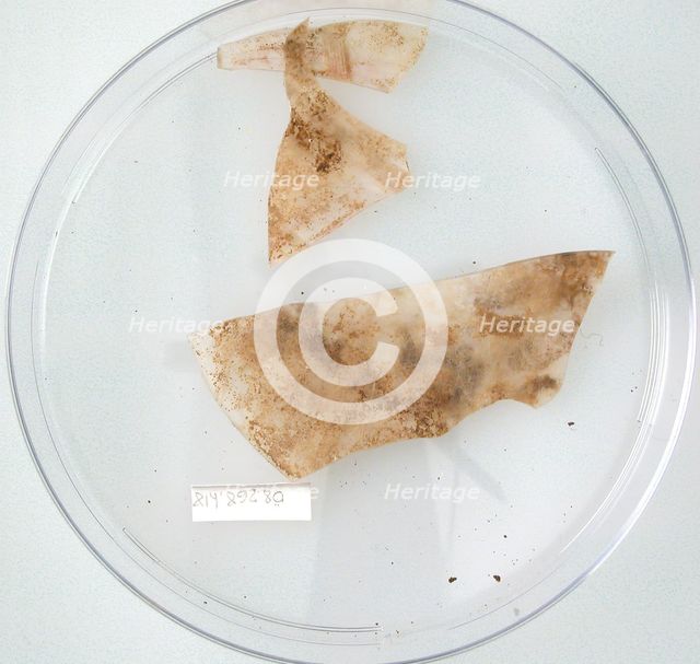 Glass Fragments, Coptic, 4th-early 5th century. Creator: Unknown.