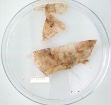 Glass Fragments, Coptic, 4th-early 5th century. Creator: Unknown