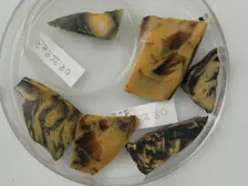 Glass Fragments, Coptic, 4th-early 5th century. Creator: Unknown