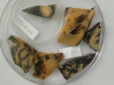 Glass Fragments, Coptic, 4th-early 5th century. Creator: Unknown