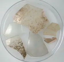 Glass Fragments, Coptic, 4th-early 5th century. Creator: Unknown