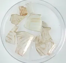 Glass Fragments, Coptic, 4th-early 5th century. Creator: Unknown