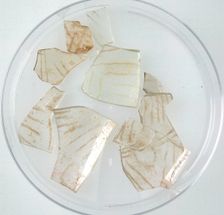 Glass Fragments, Coptic, 4th-early 5th century. Creator: Unknown