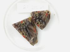 Glass Fragments from a Vessel, Coptic, 4th-early 5th century. Creator: Unknown