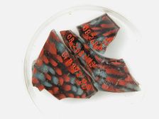 Glass Fragments from a Vessel, Coptic, 4th-early 5th century. Creator: Unknown