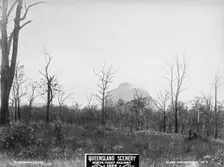 Glasshouse Mountains, Tibberoowuccum, 1894. Creator: Unknown
