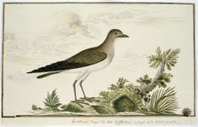 Glareola nordmanni (Black-winged pratincole), 1777-1786. Creator: Robert Jacob Gordon