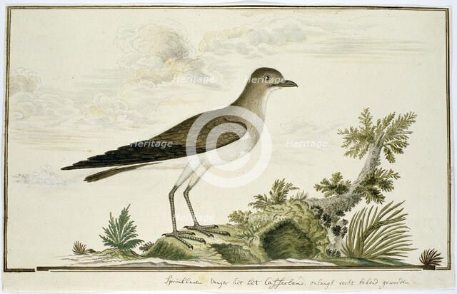 Glareola nordmanni (Black-winged pratincole), 1777-1786. Creator: Robert Jacob Gordon.