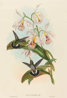 Glaucis fraseri (Fraser's Barbed-throat). Creators: John Gould, Henry Constantine Richter
