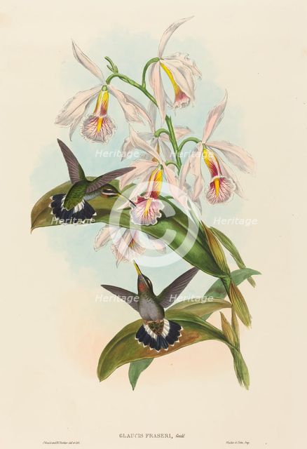 Glaucis fraseri (Fraser's Barbed-throat). Creators: John Gould, Henry Constantine Richter.