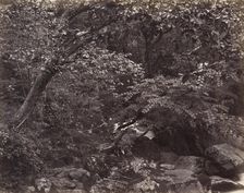 Glen at Lynmouth, 1860s. Creators: Francis Frith, Francis Bedford