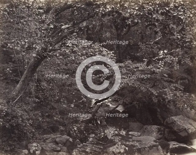 Glen at Lynmouth, 1860s. Creators: Francis Frith, Francis Bedford.