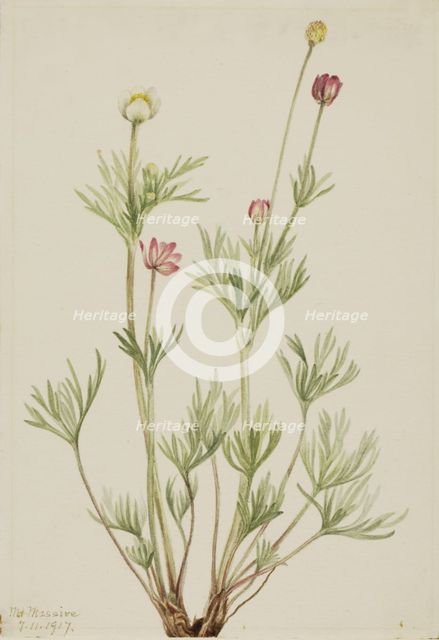 Globe Anemone (Anemone globosa), 1917. Creator: Mary Vaux Walcott.