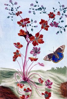 Glossy Cranesbill, pub. 1776. Creator: Pierre Joseph Buchoz (1731-1807)