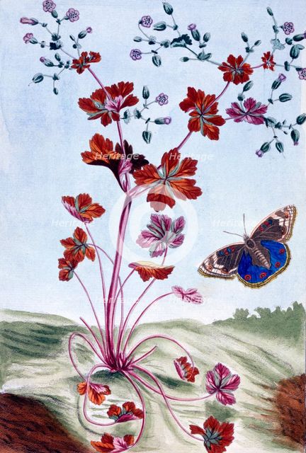 Glossy Cranesbill,  pub. 1776. Creator: Pierre Joseph Buchoz (1731-1807).