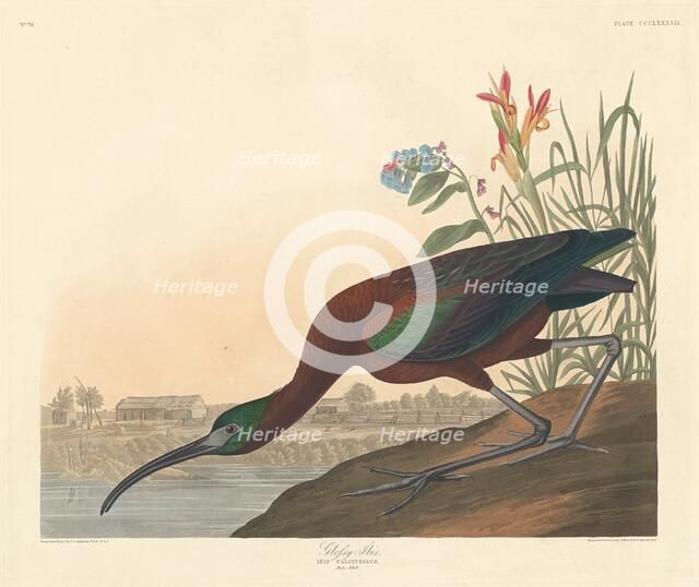 Glossy Ibis, 1837. Creator: Robert Havell.