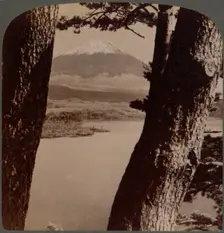 Glorious Fuji, beloved by artists and poets, seen through pines at Lake Motosu, Japan 1904
