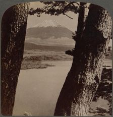 Glorious Fuji, beloved by artists and poets, seen through pines at Lake Motosu, Japan 1904