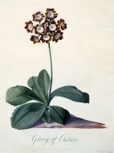 Glory of Chilton c. 1745 (hand coloured engraving). Creator: "Georg Dionysius Ehret (1710 - 70); Ehret, Georg Dionysius (1710-1770)"