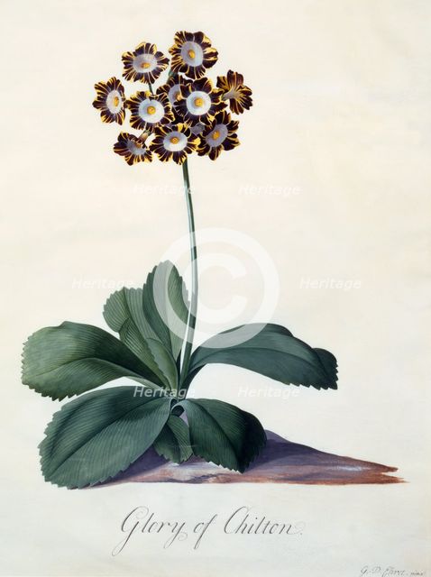 Glory of Chilton c. 1745 (hand coloured engraving). Creator: "Georg Dionysius Ehret (1710 - 70); Ehret, Georg Dionysius (1710-1770)".