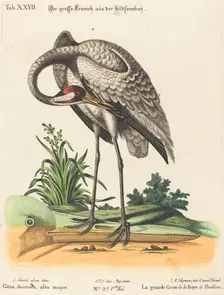 Grus Americana, alta major. Creator: Johann Michael Seligmann