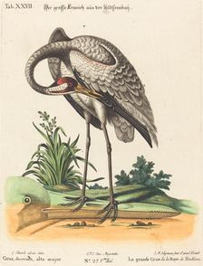 Grus Americana, alta major. Creator: Johann Michael Seligmann