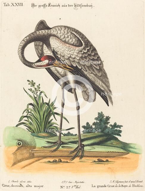 Grus Americana, alta major. Creator: Johann Michael Seligmann.
