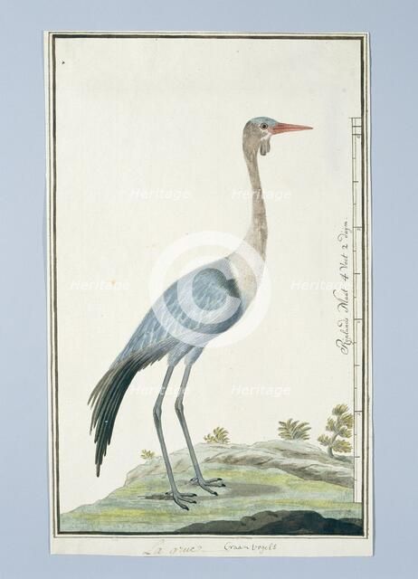 Grus carunculatus/ Bugeranus carunculatus (Wattled crane, 1777-1786. Creator: Robert Jacob Gordon.