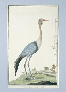 Grus carunculatus/ Bugeranus carunculatus (Wattled crane, 1777-1786. Creator: Robert Jacob Gordon
