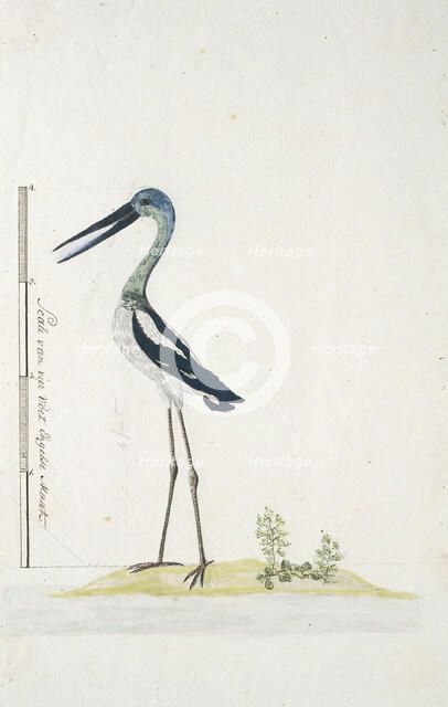 Grus rubicunda (Brolga or Australian crane), 1770-1780. Creator: George Raper.