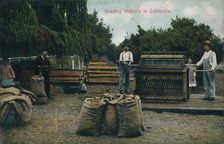 Grading Walnuts in California c1910s. Creator: Unknown