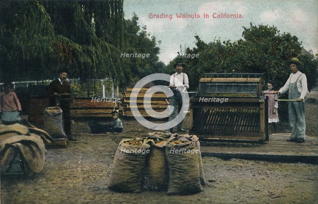 'Grading Walnuts in California', c1910s.  Creator: Unknown.