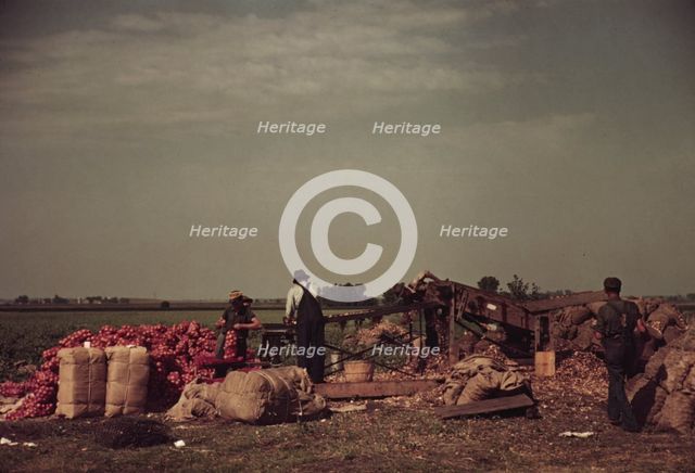 Grading and packing onions, Rice County, Minnesota, 1939. Creator: Arthur Rothstein.
