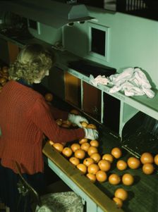 Grading oranges at a co-op orange packing plant, Redlands, Calif., 1943. Creator: Jack Delano
