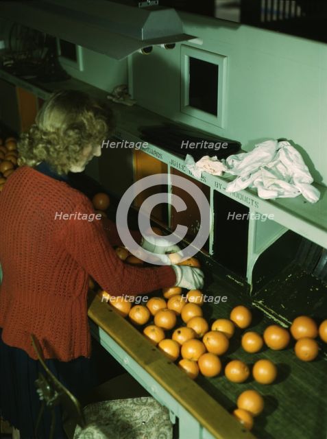 Grading oranges at a co-op orange packing plant, Redlands, Calif., 1943. Creator: Jack Delano.