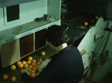 Grading oranges at a co-op orange packing plant, Redlands, Calif. , 1943. Creator: Jack Delano