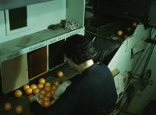 Grading oranges at a co-op orange packing plant, Redlands, Calif. , 1943. Creator: Jack Delano