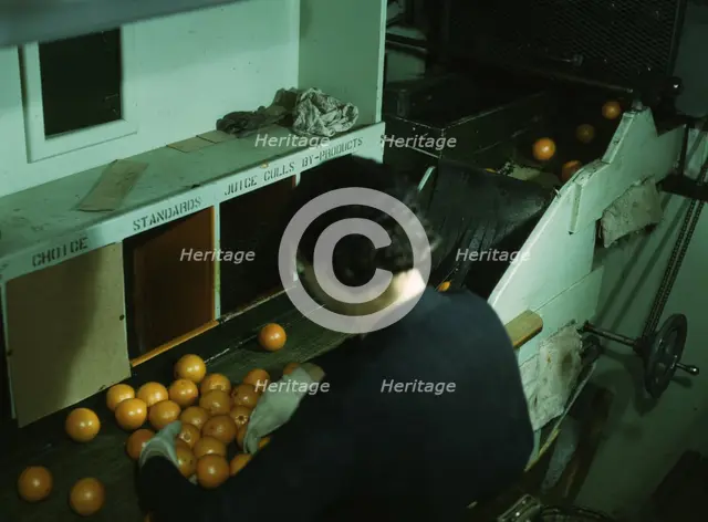 Grading oranges at a co-op orange packing plant, Redlands, Calif. , 1943. Creator: Jack Delano.