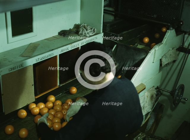 Grading oranges at a co-op orange packing plant, Redlands, Calif. , 1943. Creator: Jack Delano.