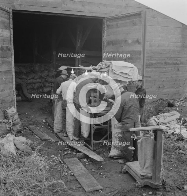 Grading potatoes, preparing for shipment..., ten miles south of Merrill, Oregon, 1939. Creator: Dorothea Lange.
