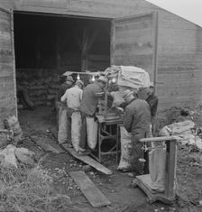 Grading potatoes, preparing for shipment..., ten miles south of Merrill, Oregon, 1939. Creator: Dorothea Lange