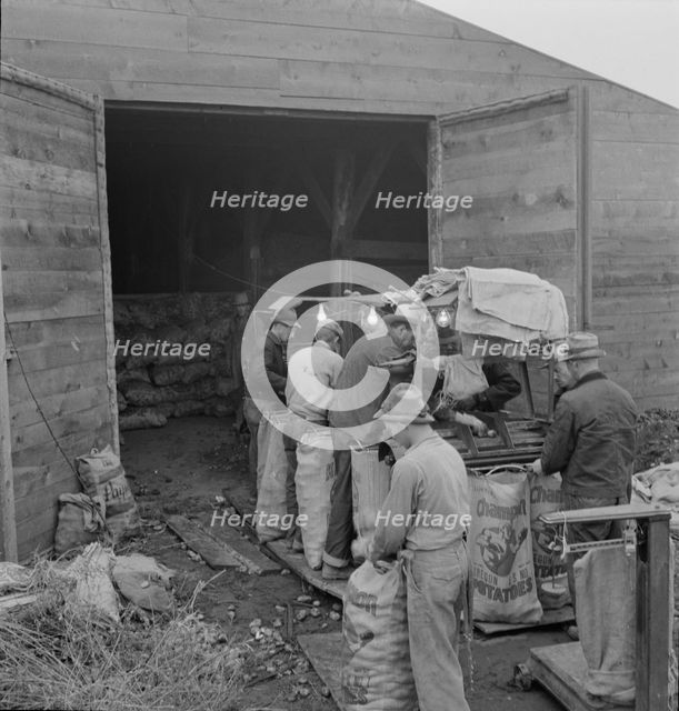 Grading potatoes, preparing for shipment..., ten miles south of Merrill, Oregon, 1939. Creator: Dorothea Lange.